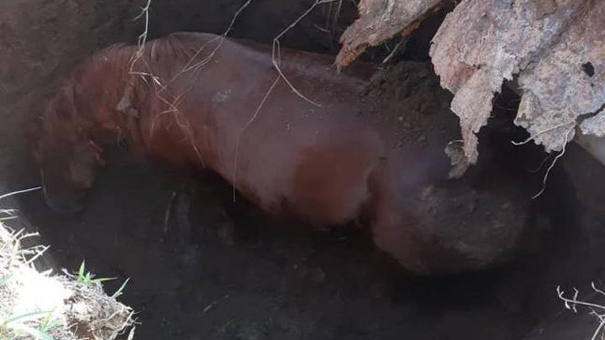 pompieri budesti cal groapa