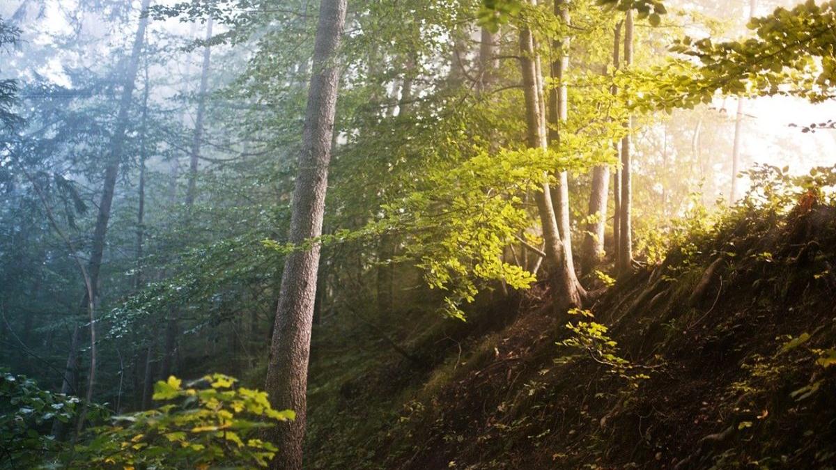 copaci taiati padure vrancea