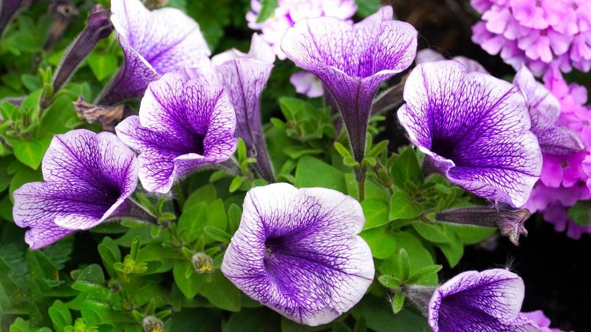 numai de bine sfaturi esentiale pentru ingrijirea petuniilor
