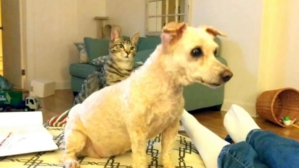 pisica familiei nu si a recunoscut prietenul catel cand acesta a venit acasa cu o alta tunsoare