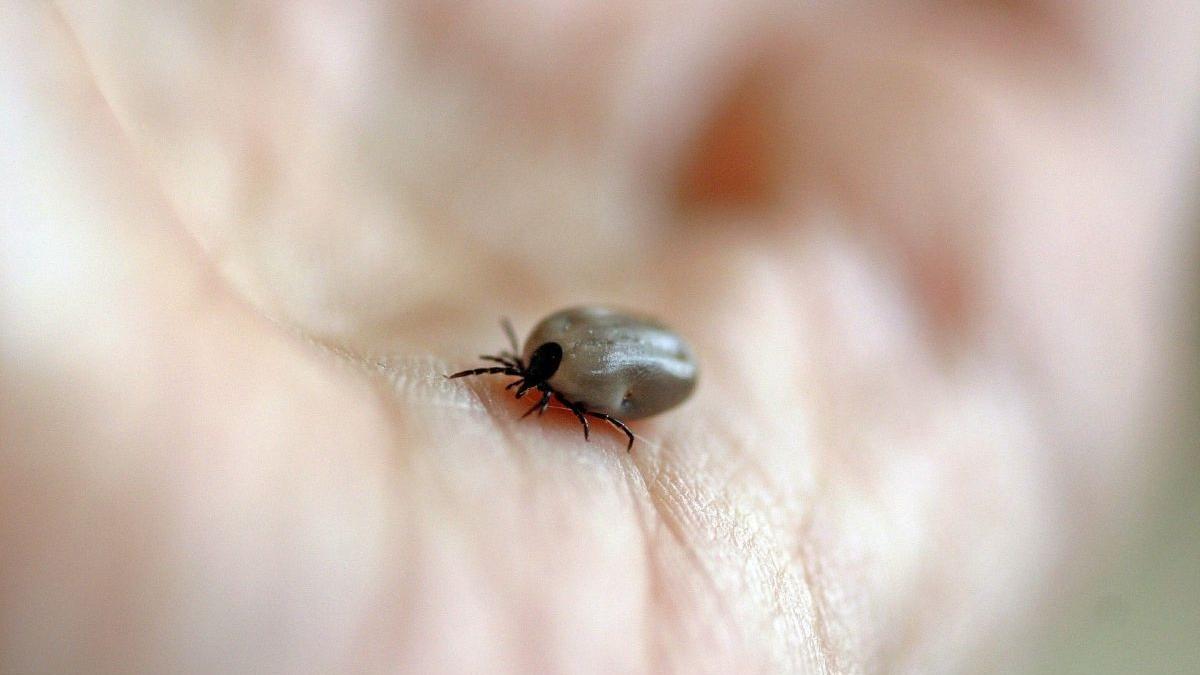 sezon capuse parc iarba boala lyme