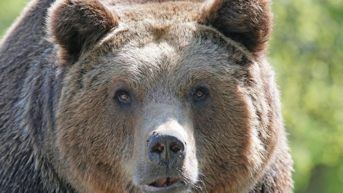 aproape 30 de ursi goniti de jandarmi din statiunile de pe valea prahovei in 48 de ore