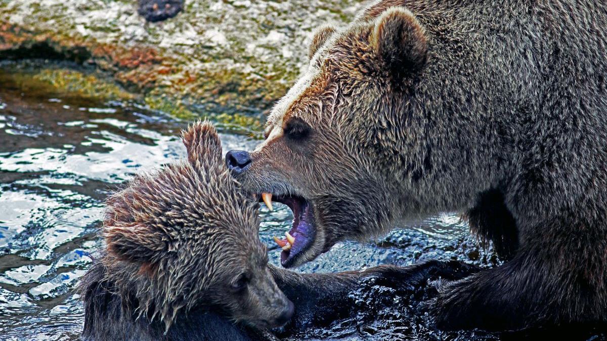 avertizare ro alert in predeal din cauza unui urs