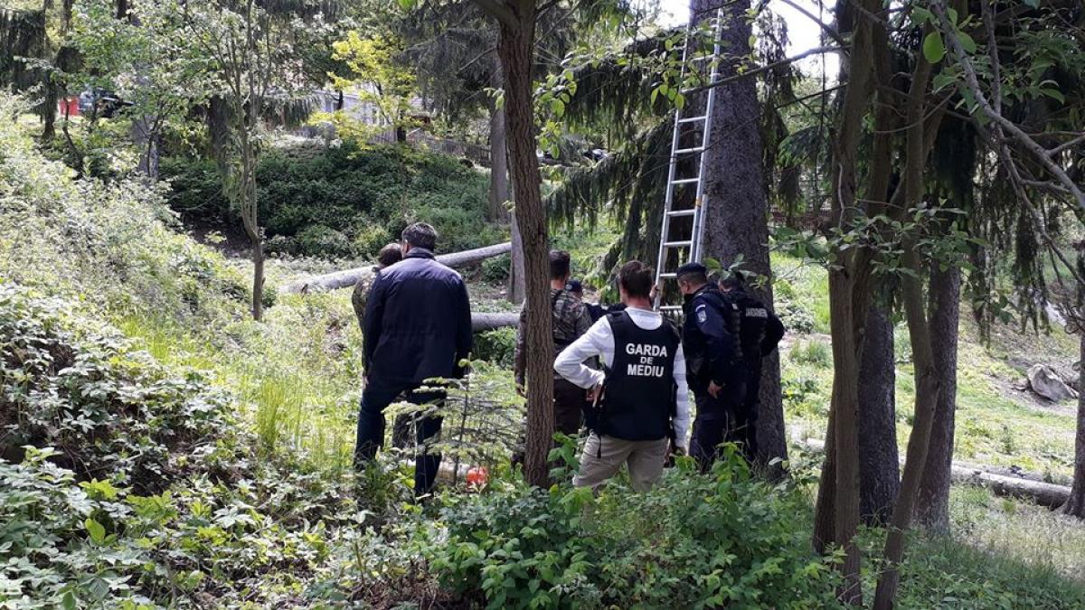 jandarmii montani au intervenit pentru salvarea unui pui de urs ranit in muntii fagaras