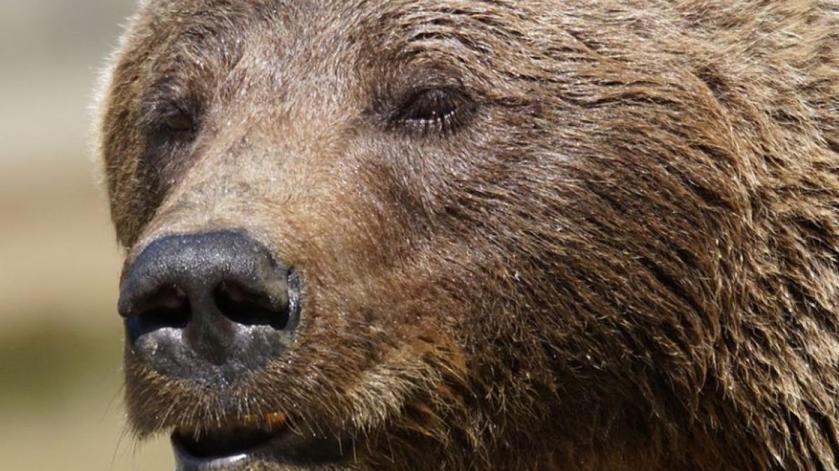 salvamontistii muntii fagaras ursi