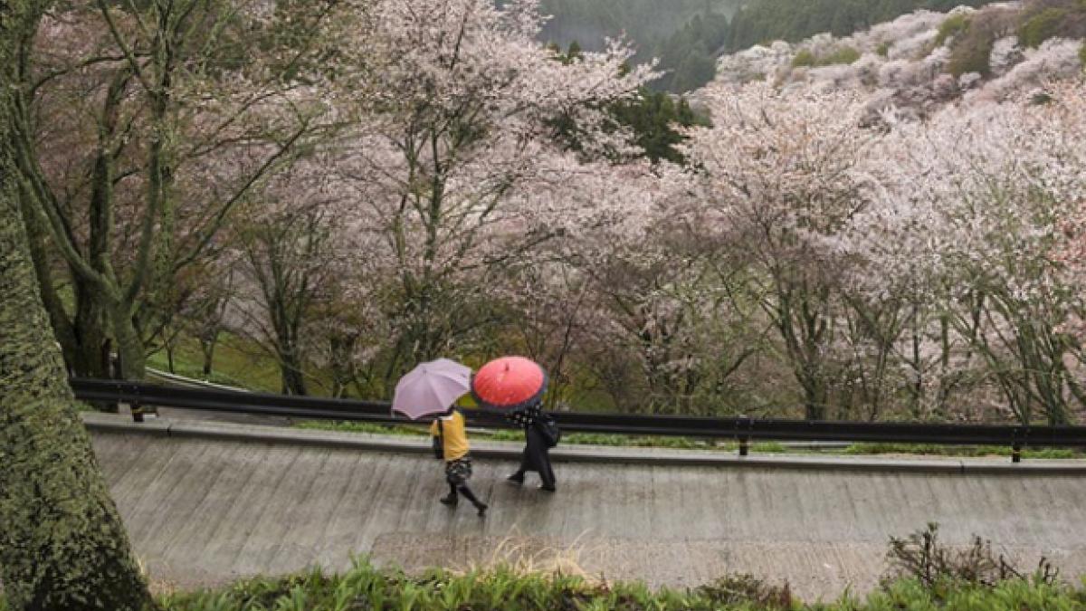 informare meteorologica vijelii ploi intensificari vant