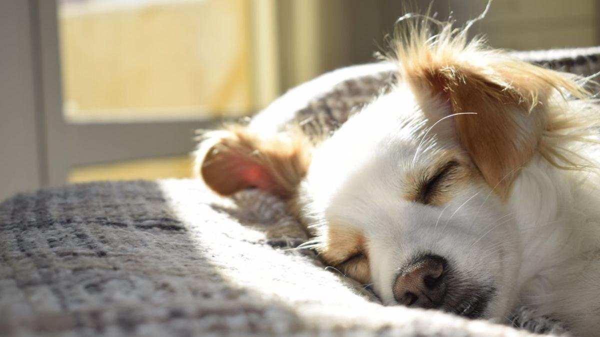 povestea impresionanta a cainelui care si a asteptat zile intregi pe un pod din wuhan stapanul care