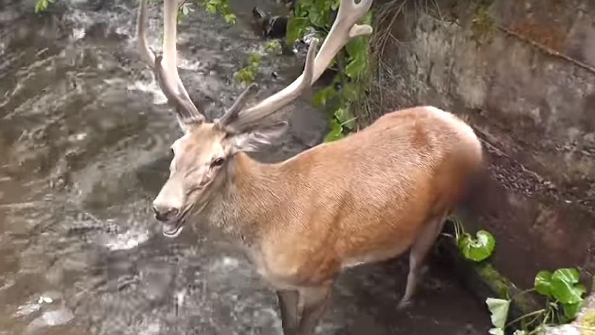 imagini cu impact emotional in parcul national calimani un cerb a supravietuit atacului unei haite