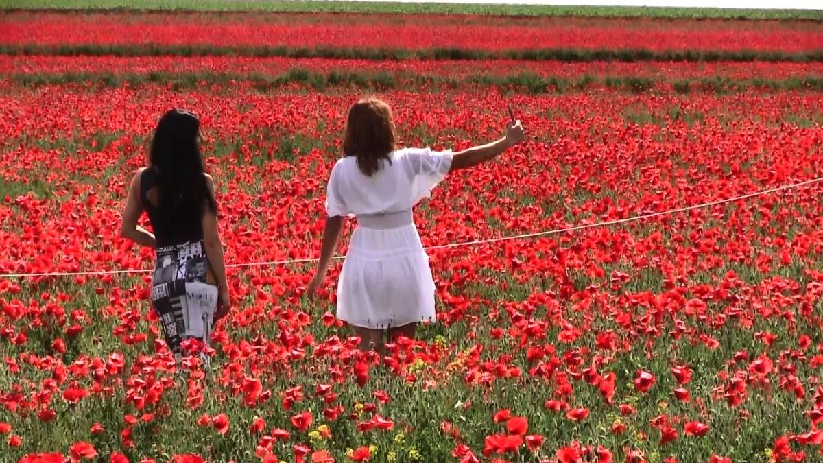 camp de maci din vladeni iasi viral pe retelele de socializare