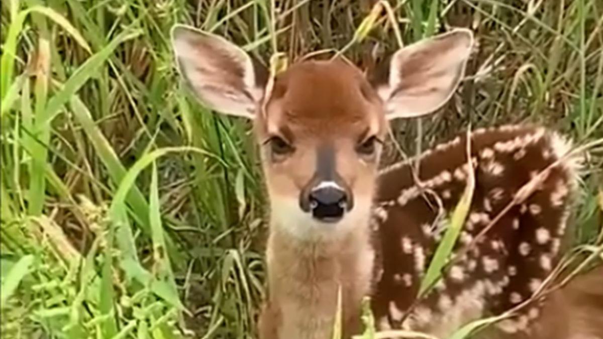 un pui de cerb pierdut isi cheama mama intr o padure din parcul national semenic imaginile sunt