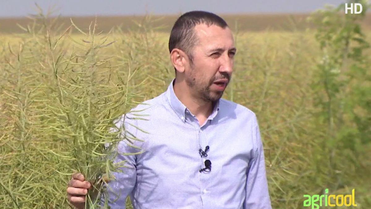 agricool hibrizii performanti trec hopul pus de seceta si inghet