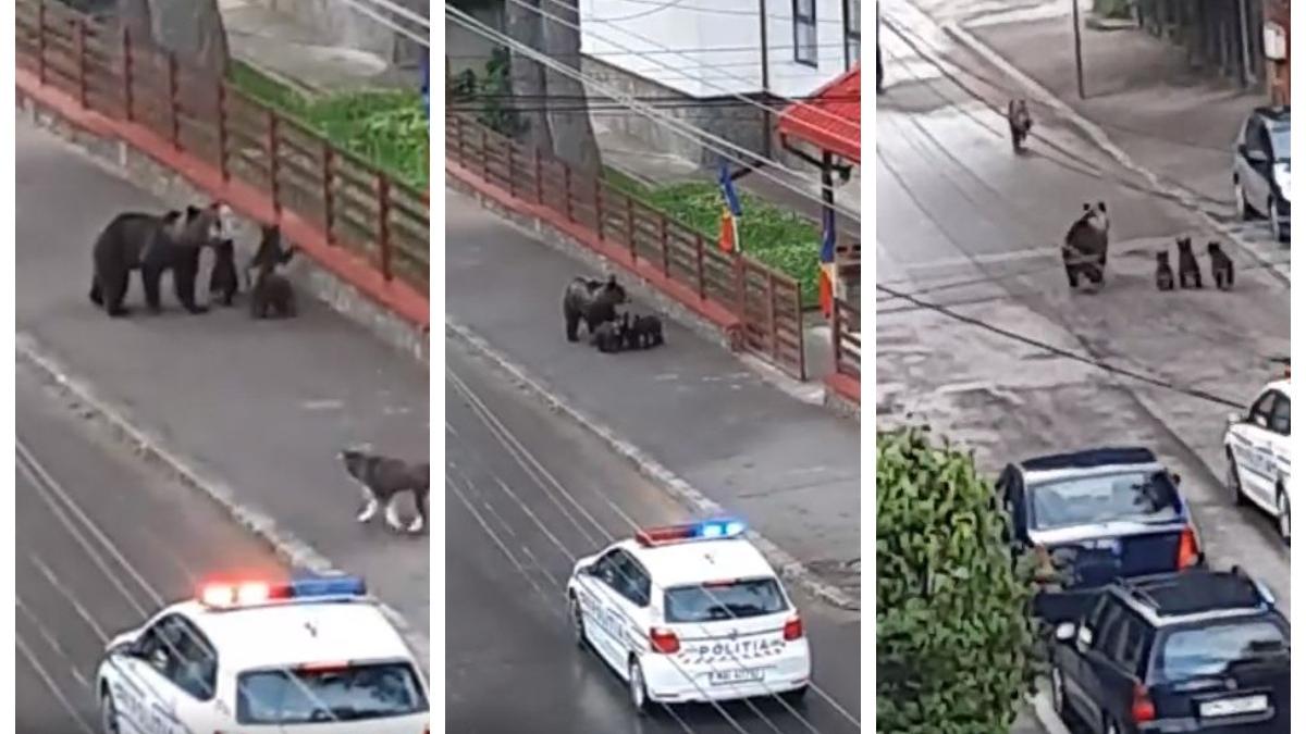 ursoaica cu pui pe strazile din busteni oamenii s au apropiat de ei fara sa tina cont de pericol