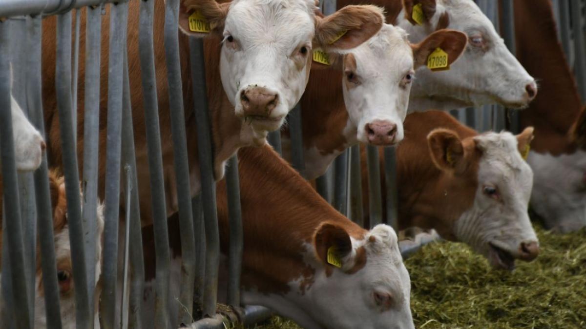 focar de covid 19 la un abator din germania sute de romani sunt contaminati cu coronavirus