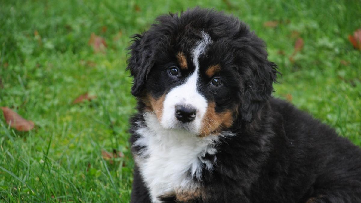 dureros cainii adoptati in timpul pandemiei trimisi din nou la adapost