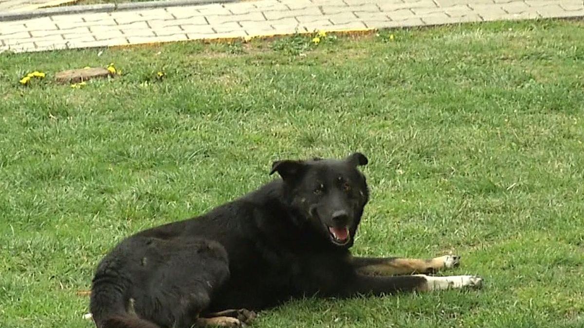 copil din blaj muscat de un caine scapat dintr o curte ce sanctiune a primit stapanul