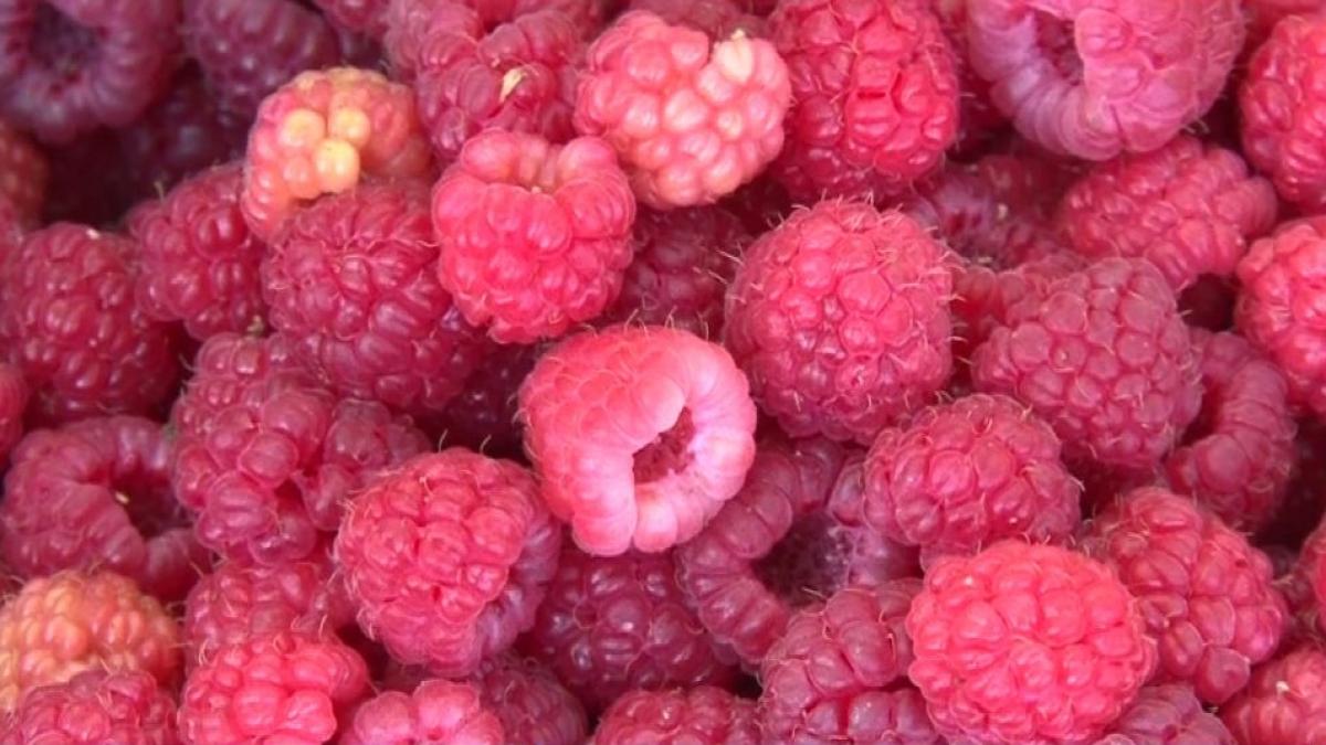 afacere de traditie pe cale de disparitie din cauza vremii extreme