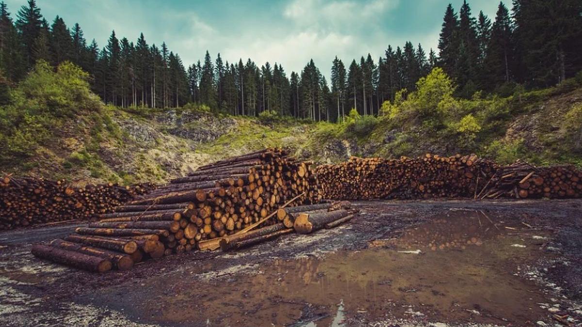un padurar din galati a prins doi hoti de lemne dar nu se astepta la una ca asta turnura
