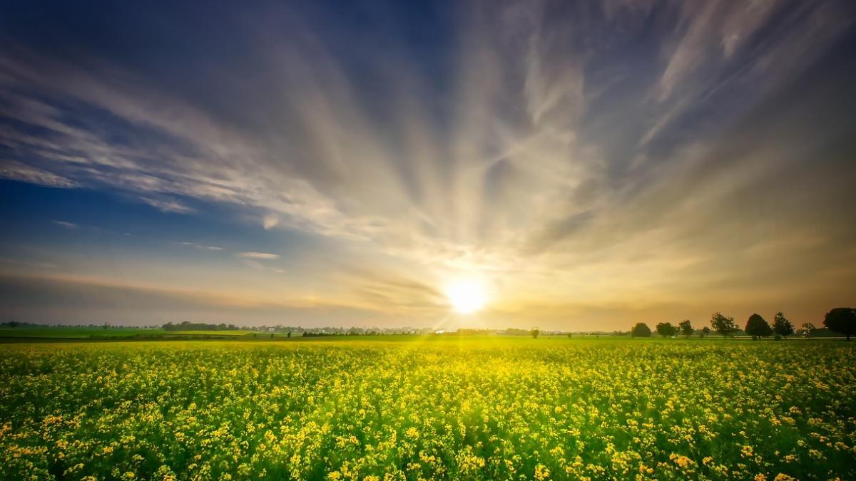 cum pot fi fermierii despagubiti pentru semintele nerasarite