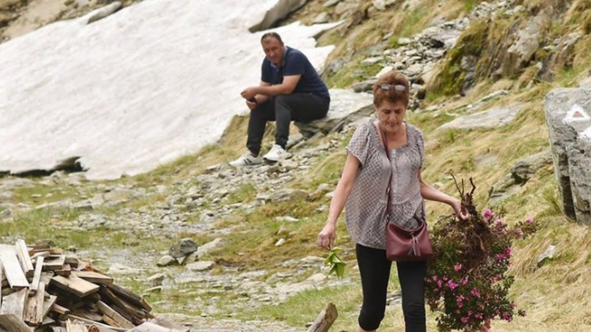 o turista a furat o specie protejata de bujor de munte mesaj salvamont in ciuda legendelor ceaiul