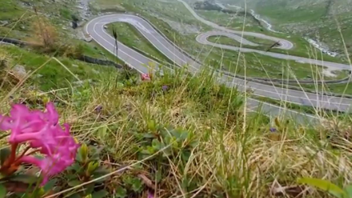 transfagarasanul se deschide circulatiei mare atentie a fost semnalata prezenta ursilor in zona