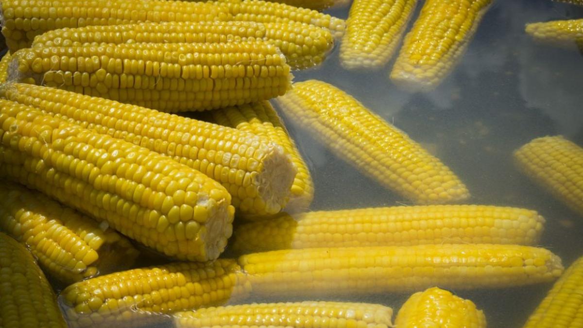 cat costa un porumb fiert in statiunea mamaia alo alo litoralul pretul i a uimit pe multi