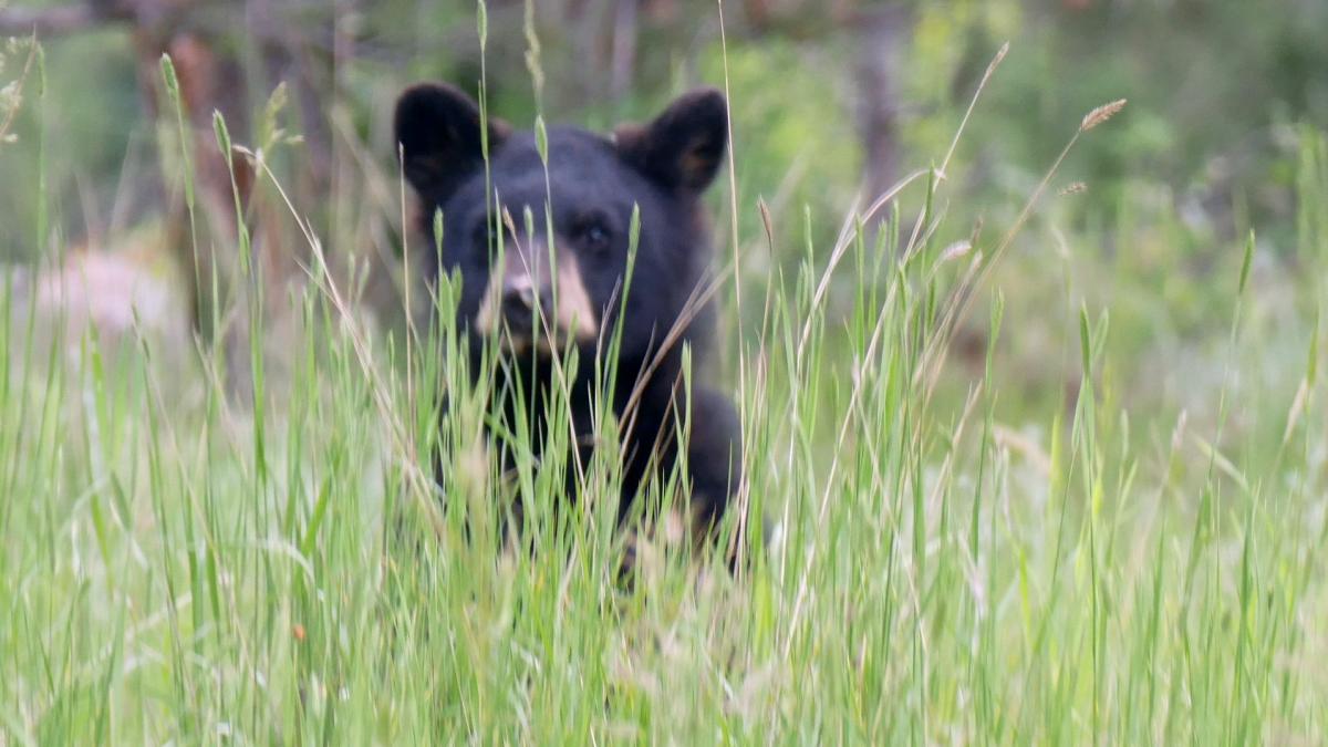 pui de urs impuscat la predeal singura lui vina a fost ca a inceput sa iubeasca oamenii