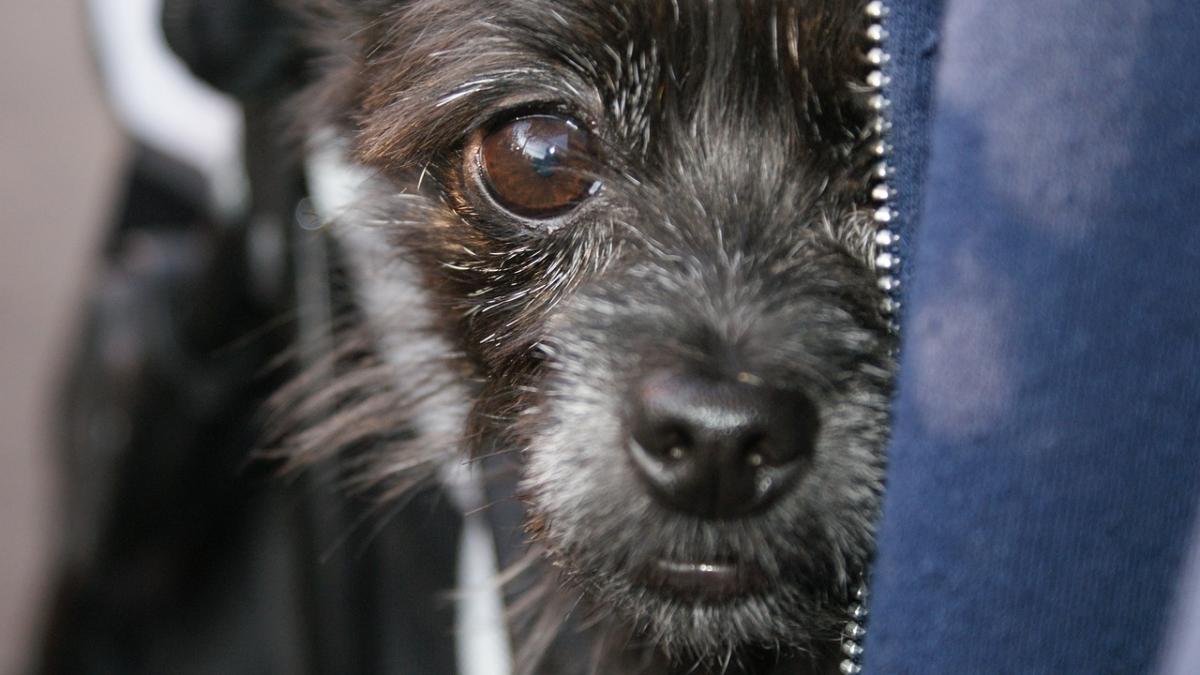 cruzime fara limite la suceava un tanar si a injunghiat cainele din gelozie cum s a aflat totul si