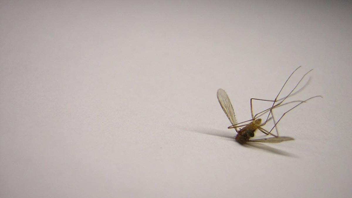 cum scapam de tantarii din casa fara insecticid metode simple la care nici nu te gandeai