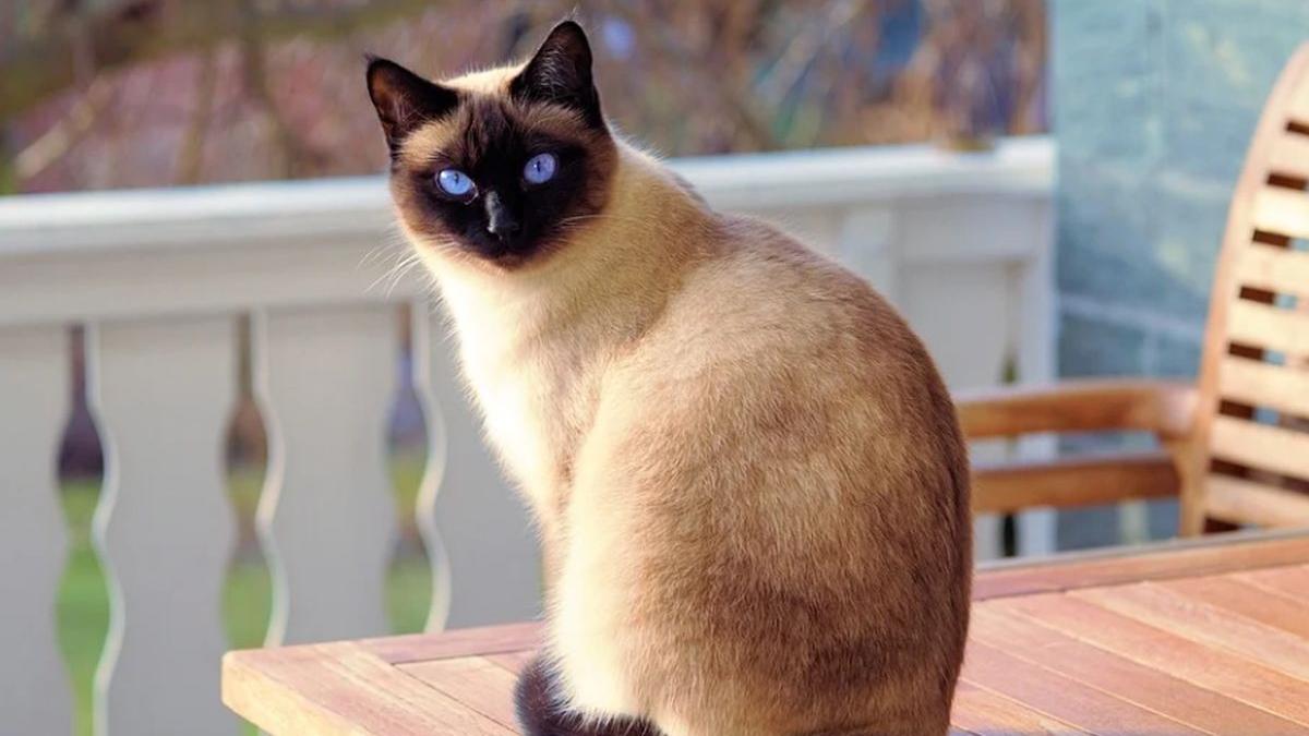 o batrana a murit dupa ce a fost linsa de pisica cum a fost posibil