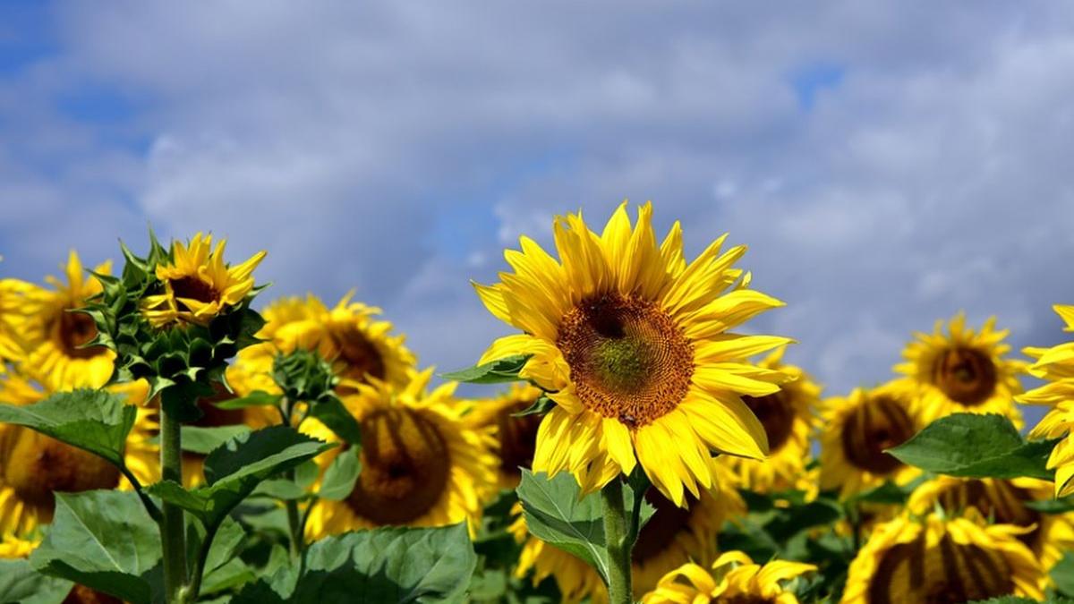alerta meteo weekend cu canicula ce se intampla cu vremea de luni