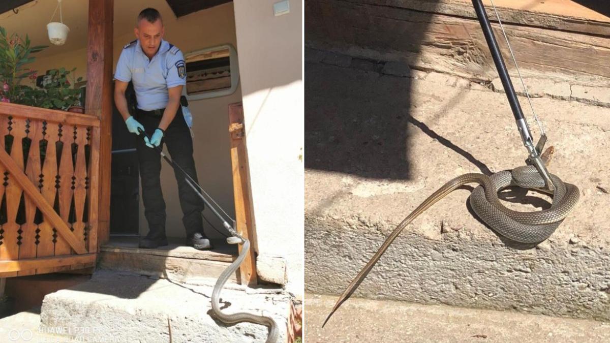 sarpe gasit casa familie mehedinti