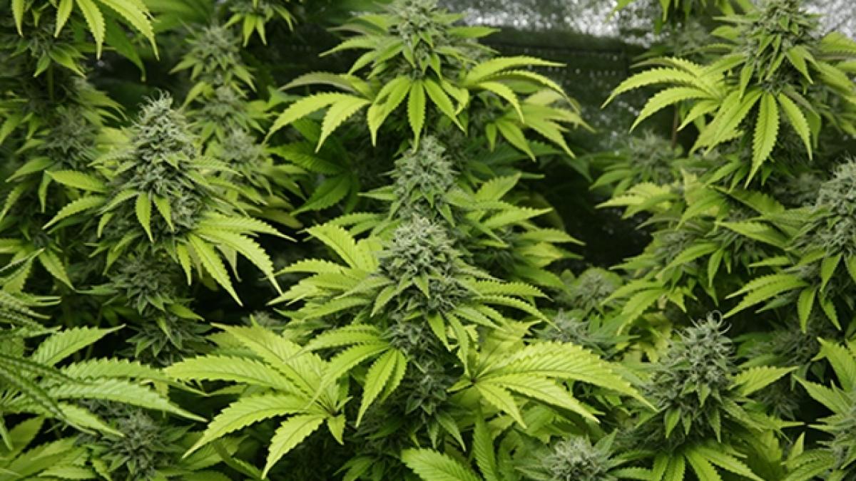 este nevoie de studii suplimentare pentru a intelege beneficiile pentru sanatate oferite de cbd