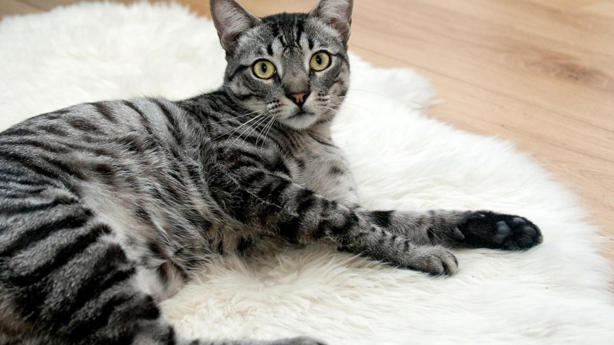 pisica din bucuresti testata din greseala pentru covid 19 socul proprietarului cand a vazut bonul