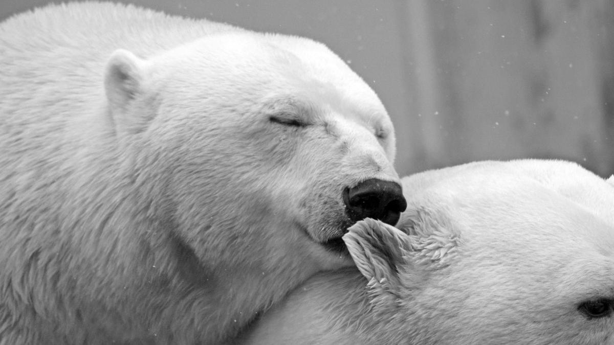 ursii polari ar putea disparea in urmatorii ani din cauza incalzirii globale avertismentul