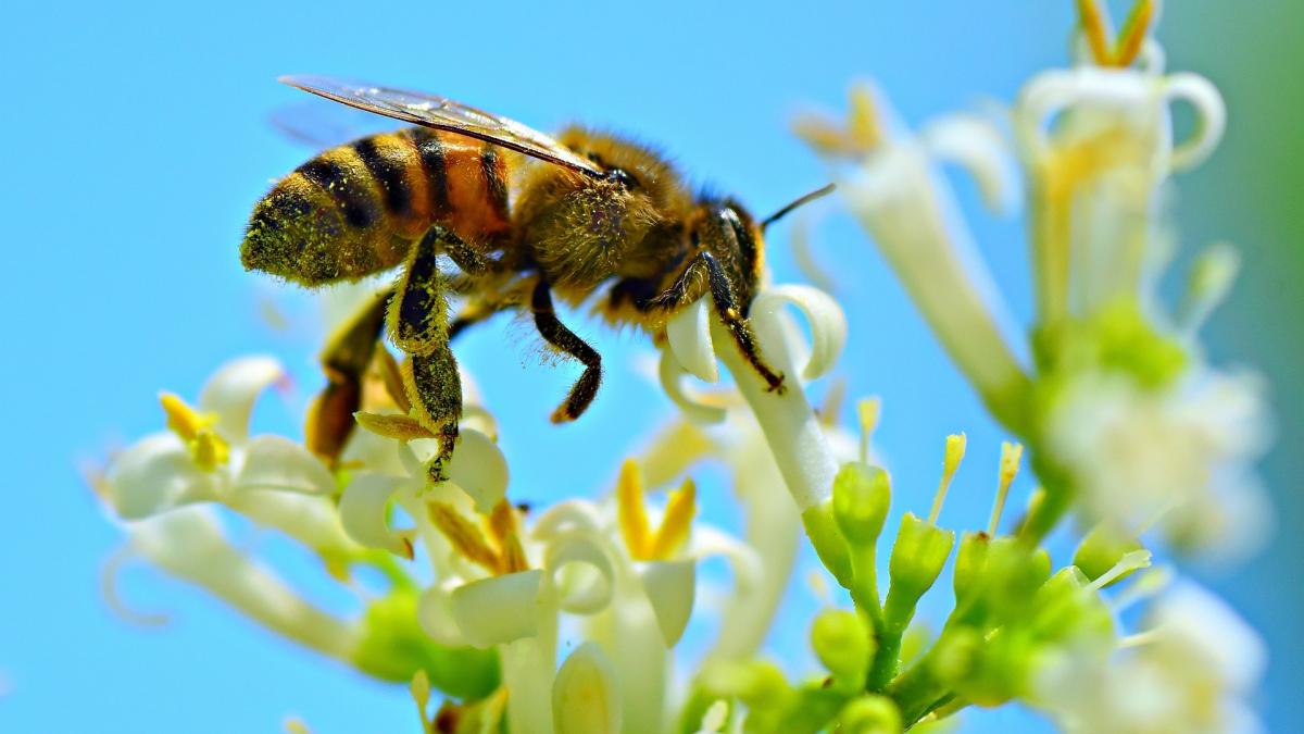 romania e vicecampioana europeana la productia de miere
