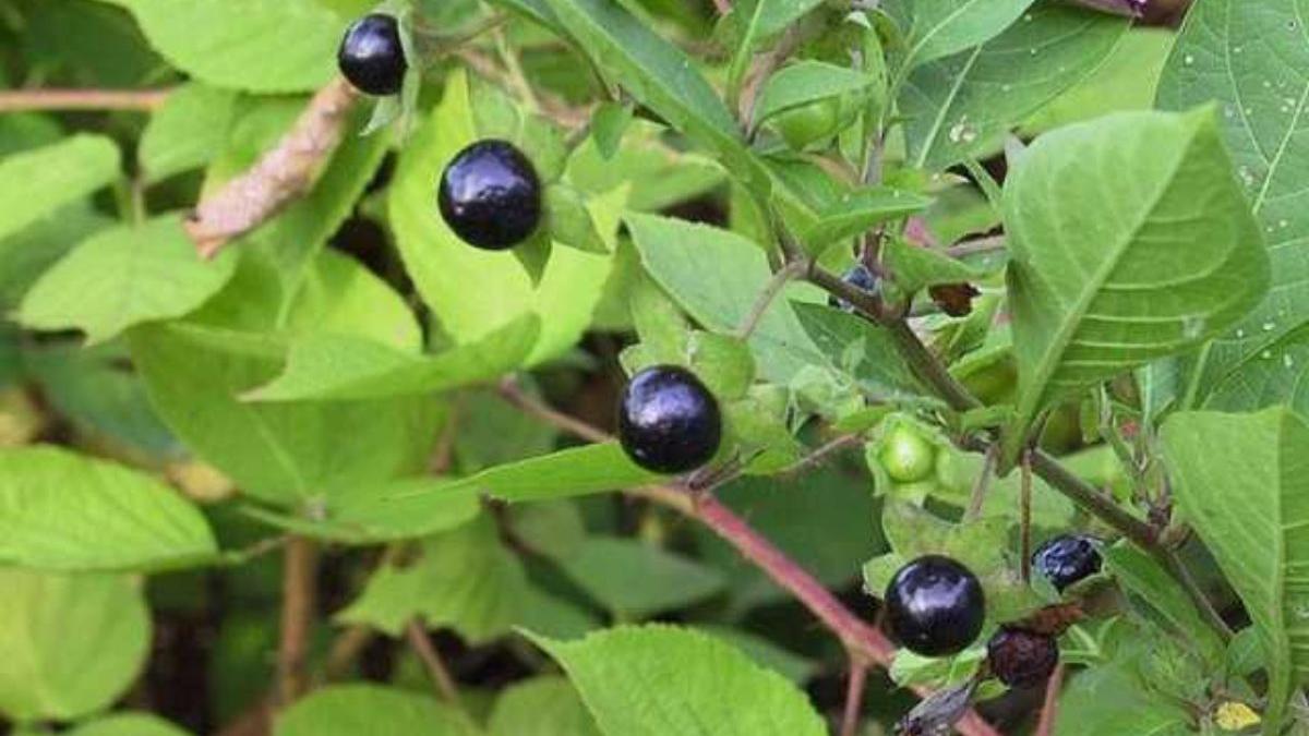 copil tamasi bacau spital mancat fructe gasite pe camp