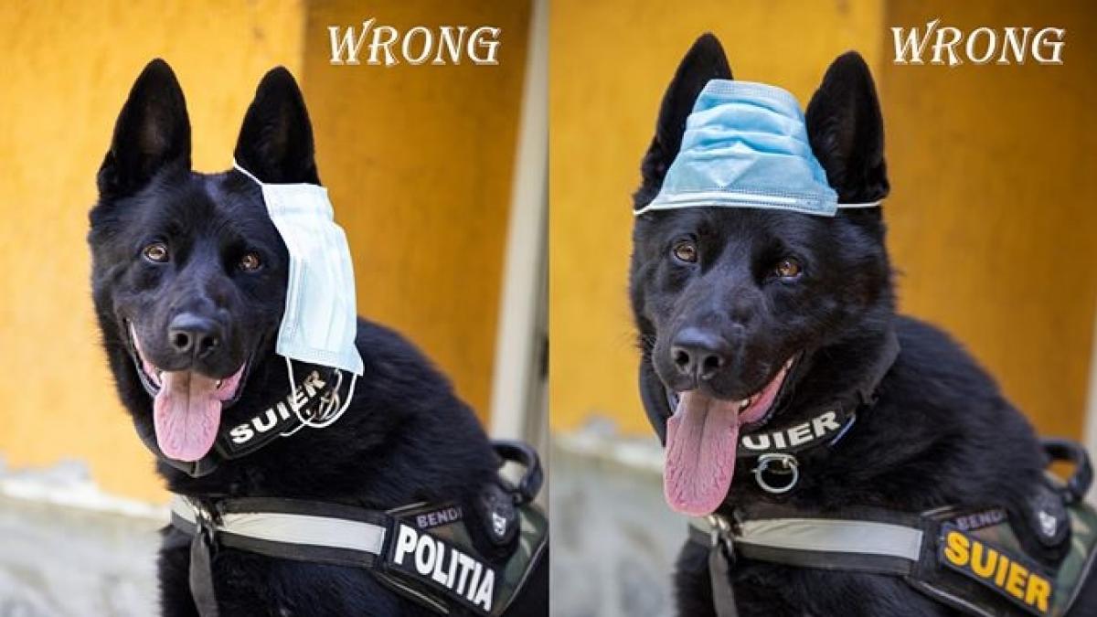 imagini virale cu suier cainele vedeta al politiei romane ne invata cum se poarta corect masca de
