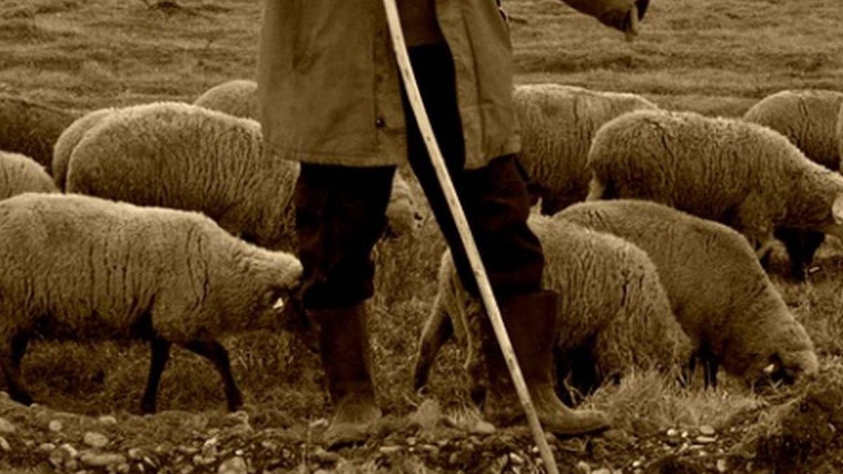 cioban ucis cu furca de doi barbati beti crima cu sange rece intr un oras din prahova