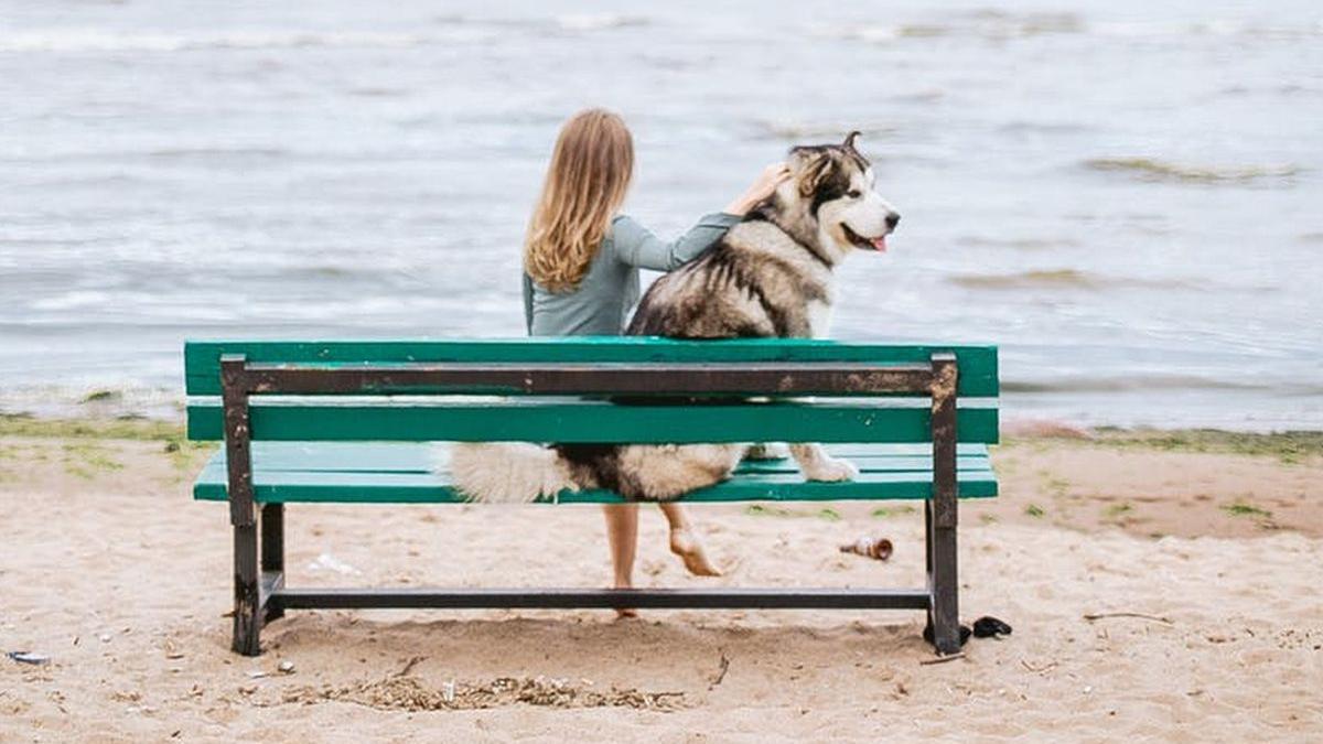 cainii si pisicile pot lua covid 19 de la oameni arata un nou studiu cercetatorii vin cu detalii