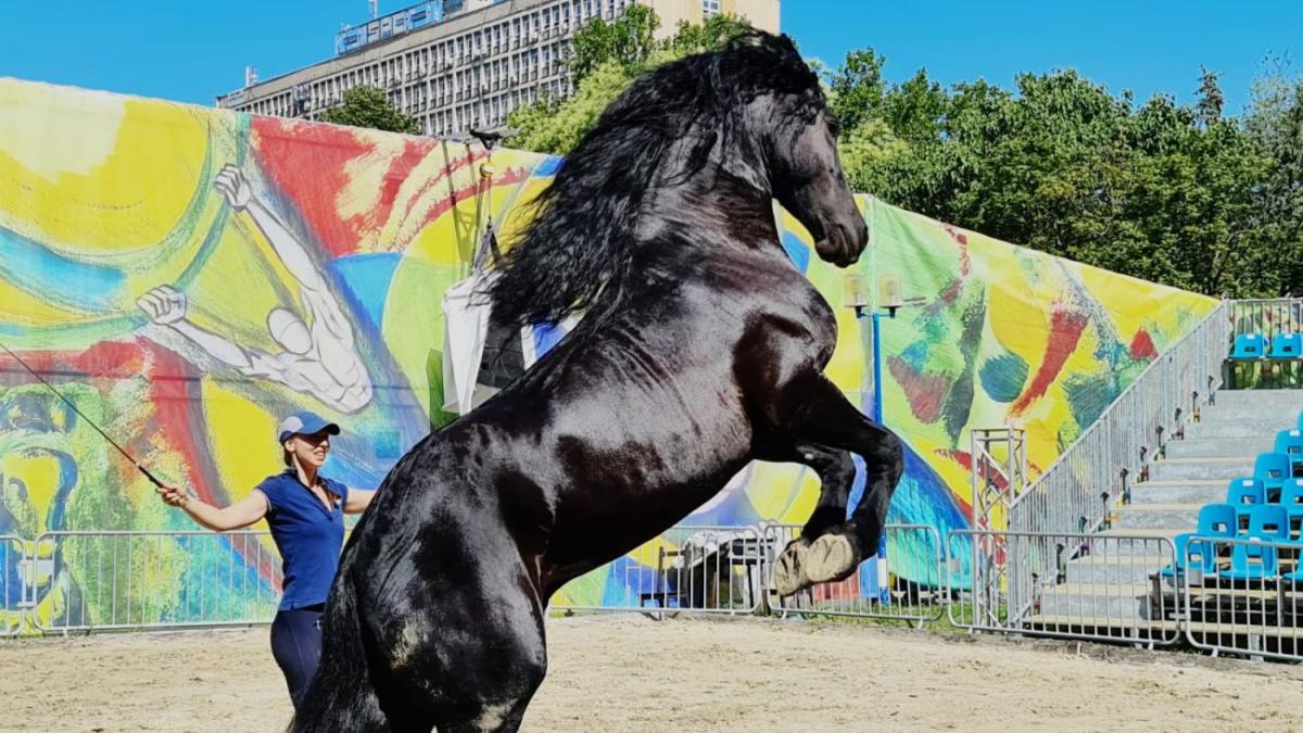 veste buna bucuresteni reprezentatie de zile mari la circul metropolitan