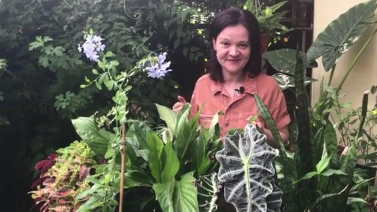 cata lumina trebuie sa le dai plantelor unde trebuie sa le asezi