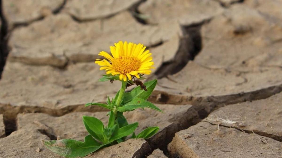 alerta cea mai grava seceta din ultimii ani situatia nu este buna nicaieri in tara