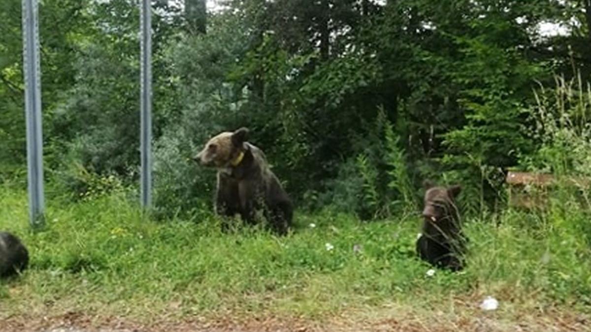 apel la 112 e o ursoaica cu trei pui in zona vidraru ce au gasit jandarmii argeseni la fata locului