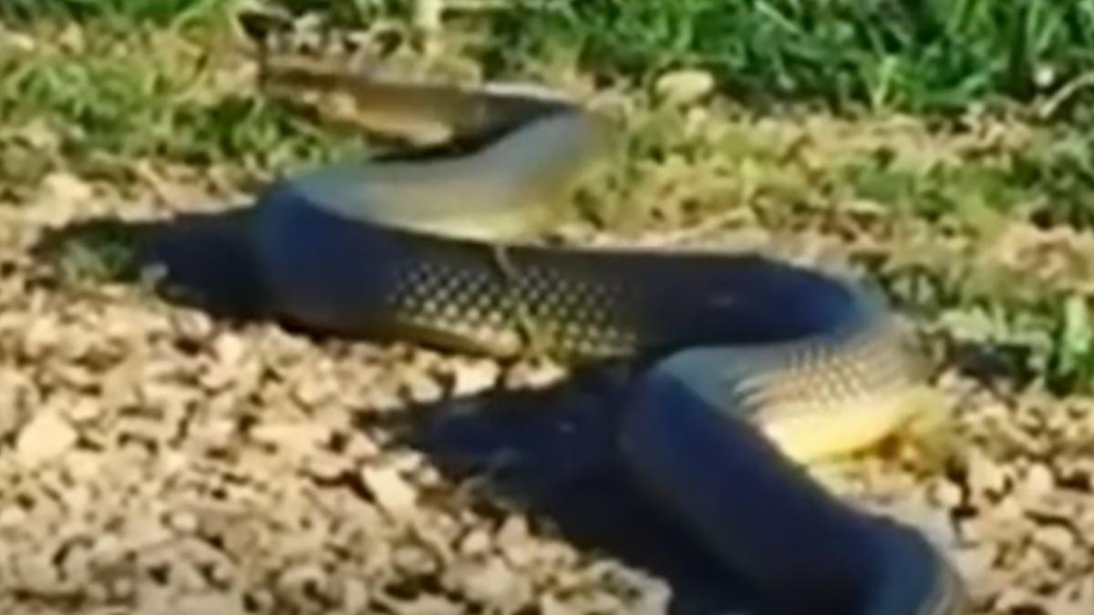 un sarpe urias a fost filmat intr un parc din braila nu va apropiati