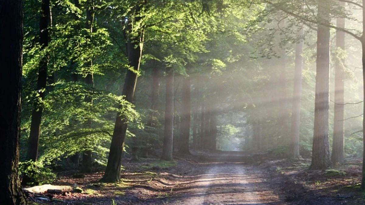 un copil a fost gasit mort intr o padure din republica moldova fusese batut si legat de un copac