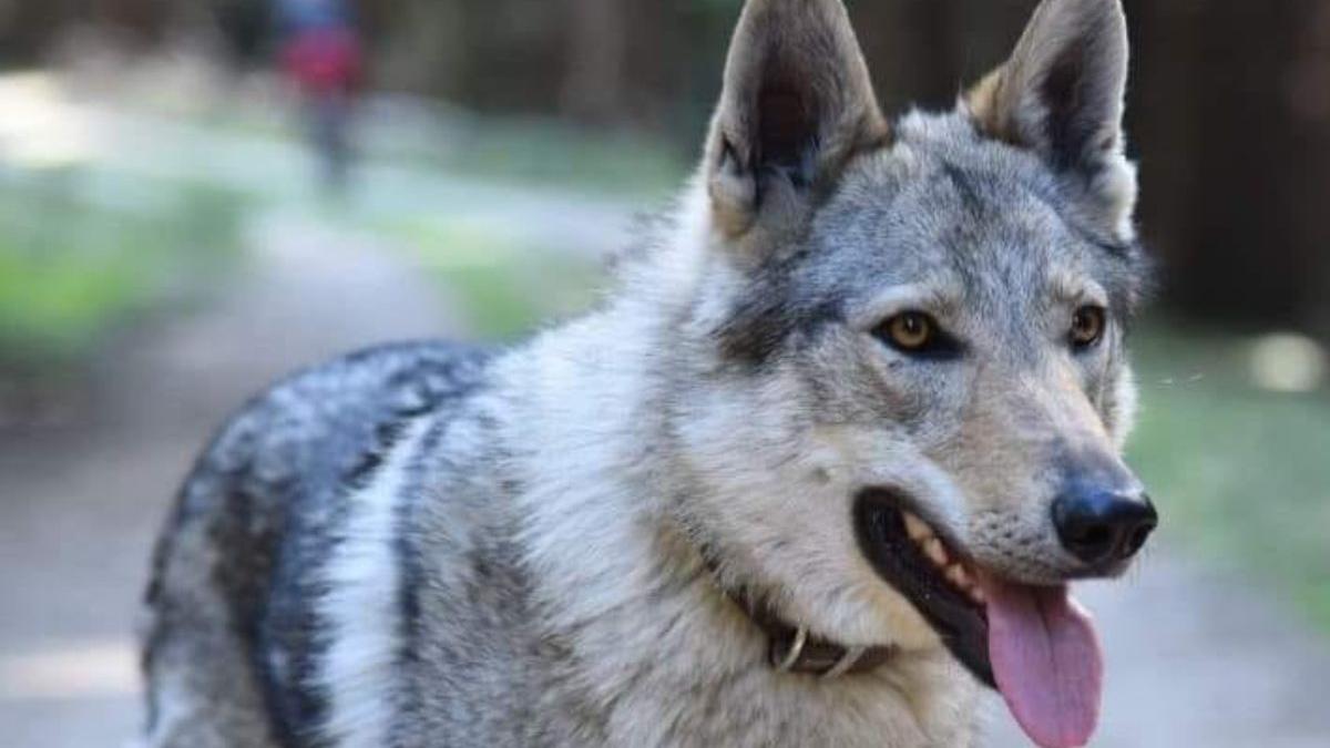 recompensa 4000 lei dora caine pierdut familie transfagarasan