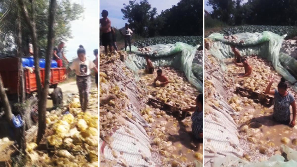 trei oameni ingropati pana la brau in saramura prepara varza murata