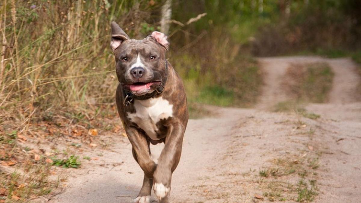 o femeie din giurgiu a murit sfasiata de cainii fiului sau le dadea de mancare cand a fost atacata