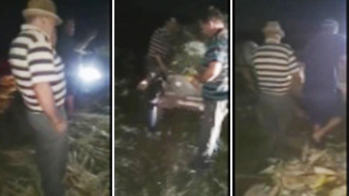 un consilier local a fost prins la furat in lanul de porumb