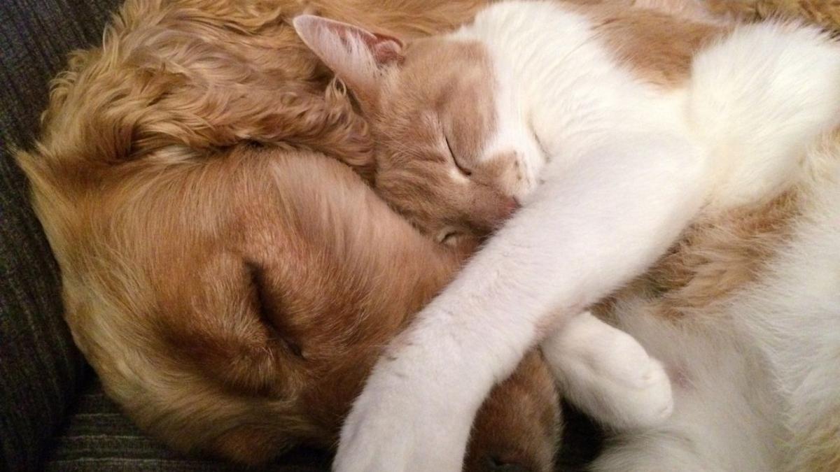 bone pentru catei si pisici o afacere de succes